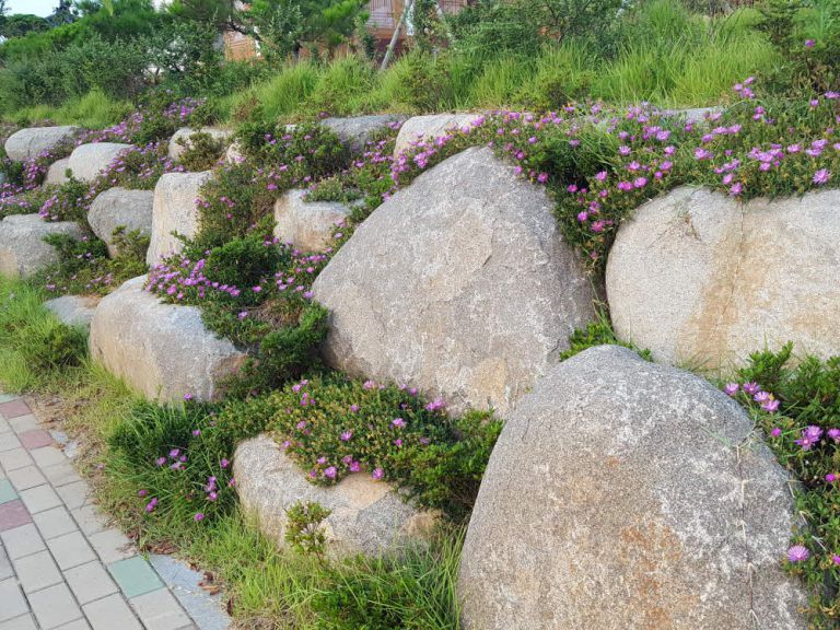 메지목(꽃잔디)