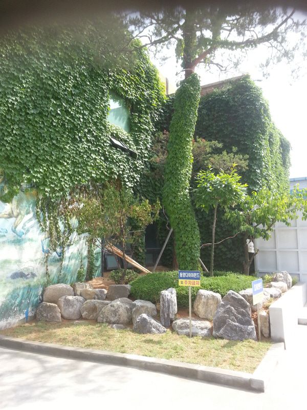 소나무와 담쟁이