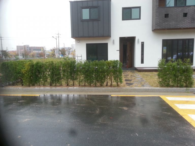 미측백 생울타리