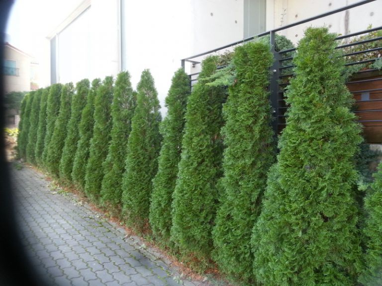 에메랄드 그린 생울타리