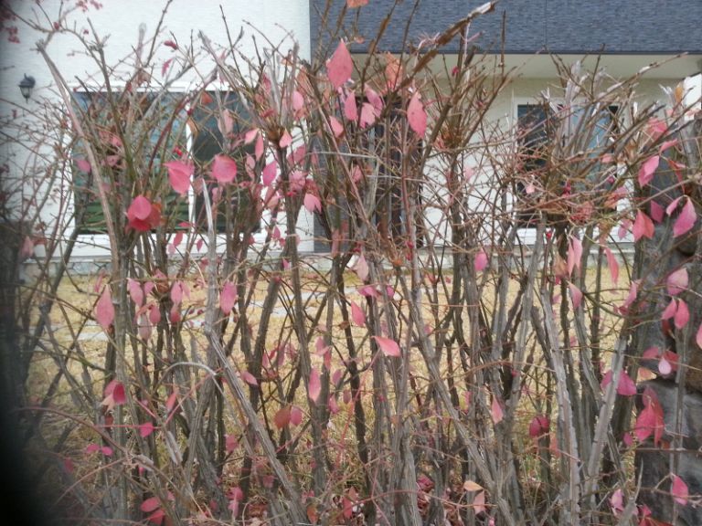 화살나무 생울타리