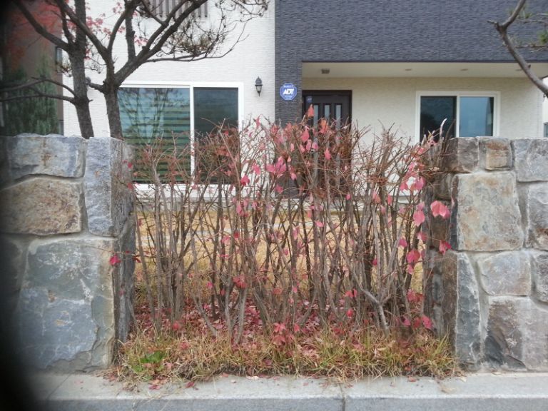 화살나무 생울타리