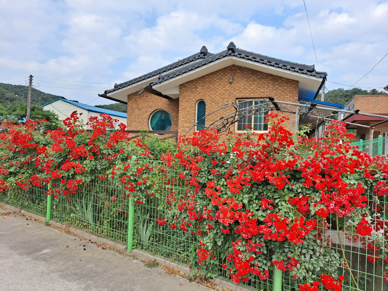 메쉬휀스 + 사계넝쿨장미(스칼렛)