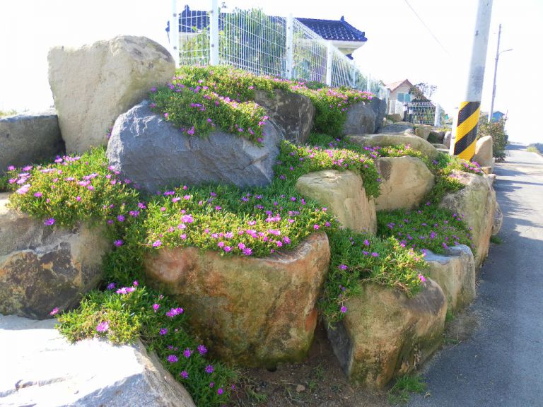 토중석과 꽃잔디