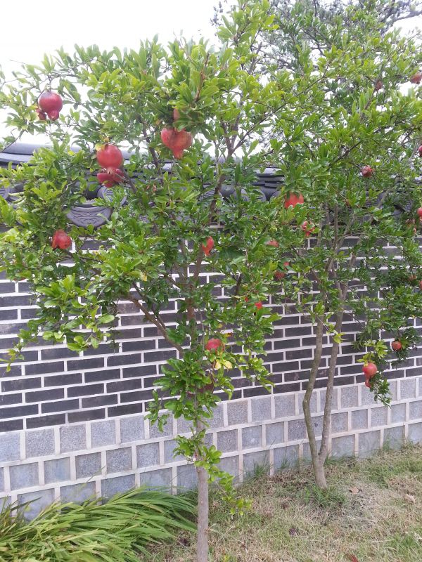 남도의 정원 (석류의 계절)