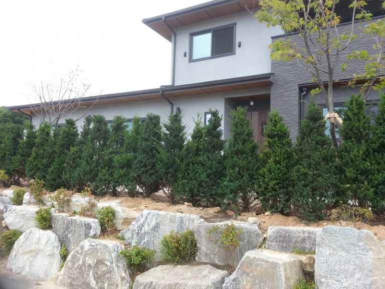 선주목 생울타리