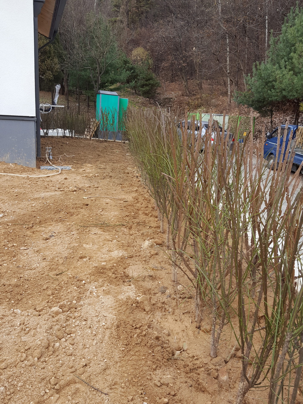 화살나무 생울타리